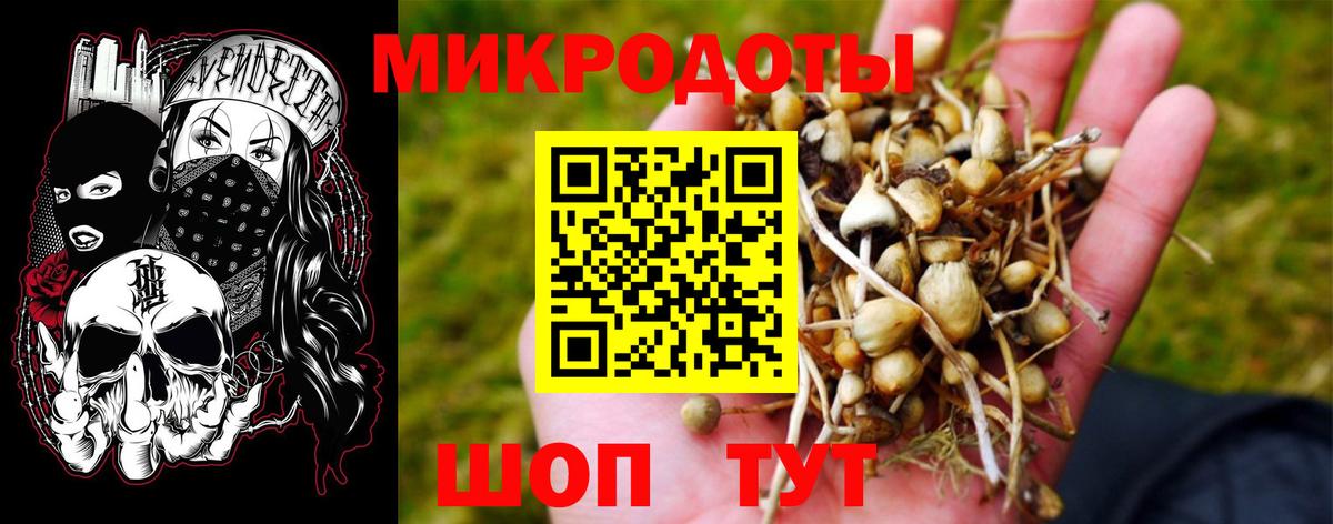 Псилоцибиновые грибы Psilocybine cubensis Полысаево